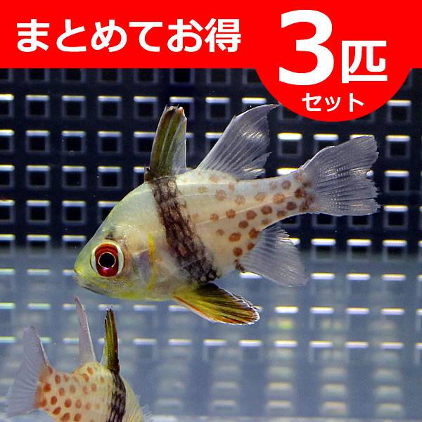マンジュウイシモチ 3-5cm【3匹】! 海水魚 テンジクダイ 15時までのご注文で当日発送(t116