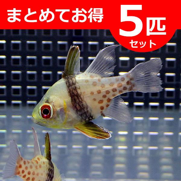 マンジュウイシモチ 3-5cm 【5匹】 ! 海水魚 テンジクダイ 15時までのご注文で当日発送(t116