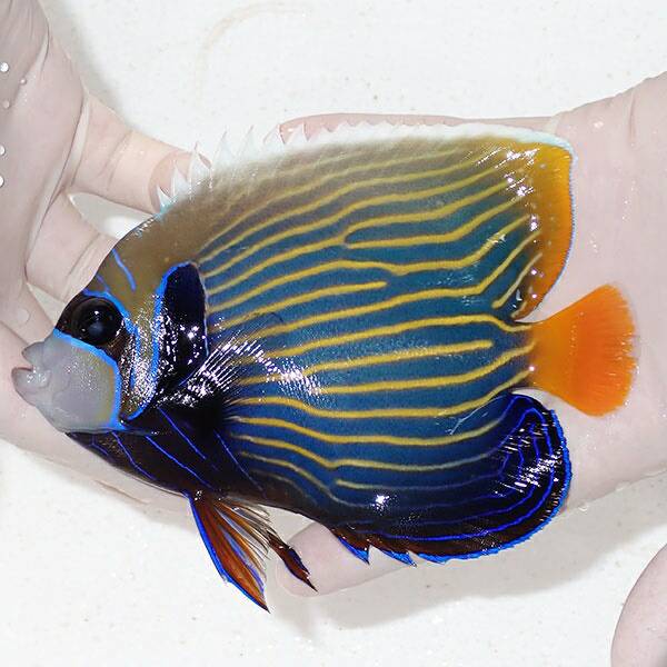 1 | 海水魚通販はアクアギフト 【現物1】タテジマキンチャクダイ 17.5cm±!海水魚 ヤッコ 15時までのご注文で当日発送(t111(t207