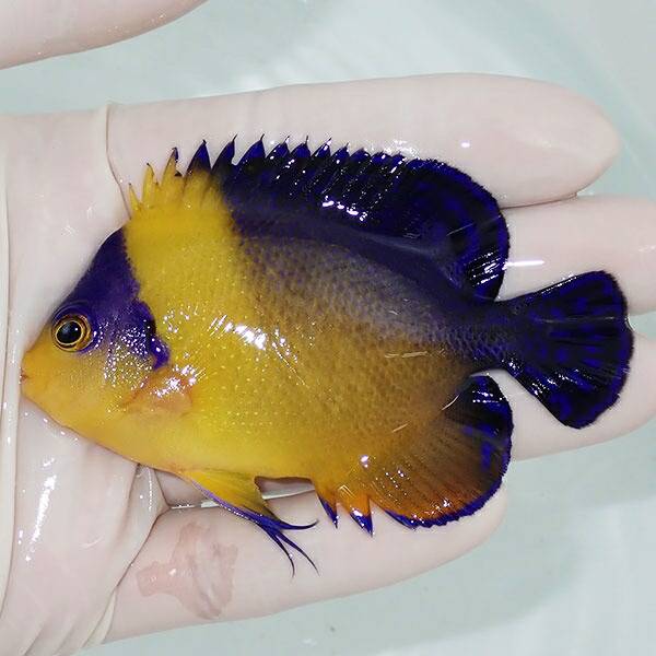 【現物1】スミレヤッコ 9cm±! 海水魚 ヤッコ 15時までのご注文で当日発送(t111