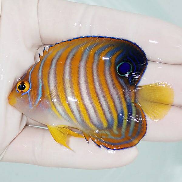 【現物2】ニシキヤッコ 6.3cm±!海水魚 ヤッコ15時までのご注文で当日発送(t111(t207