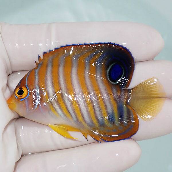 【現物3】ニシキヤッコ 4.8cm±!海水魚 ヤッコ15時までのご注文で当日発送(t111(t207