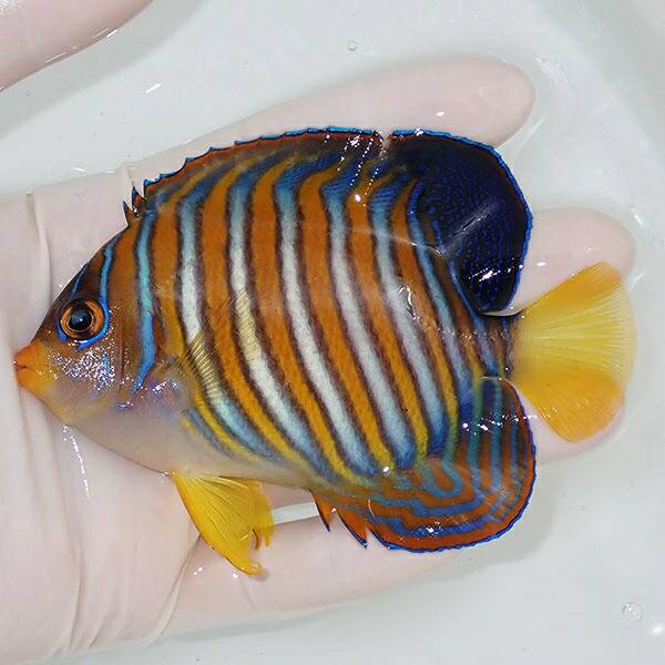 【現物5】ニシキヤッコ 6.5cm±!海水魚 ヤッコ15時までのご注文で当日発送(t111(t207