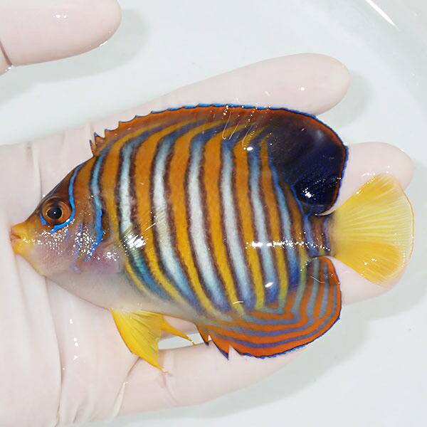 1 | 海水魚通販はアクアギフト 【現物7】ニシキヤッコ 9cm±!海水魚 ヤッコ15時までのご注文で当日発送(t111(t207