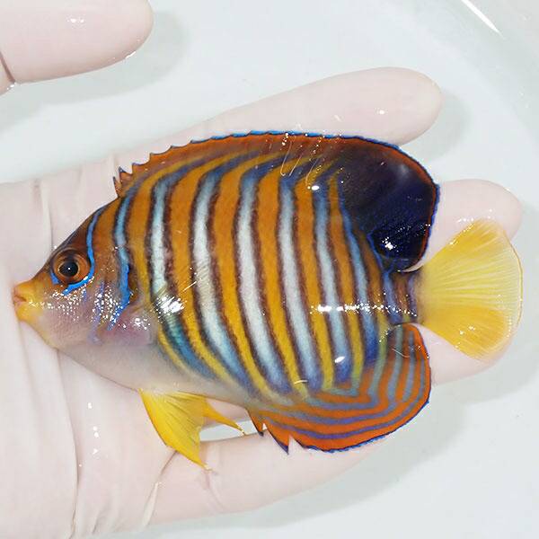 【現物7】ニシキヤッコ 9cm±!海水魚 ヤッコ15時までのご注文で当日発送(t111(t207