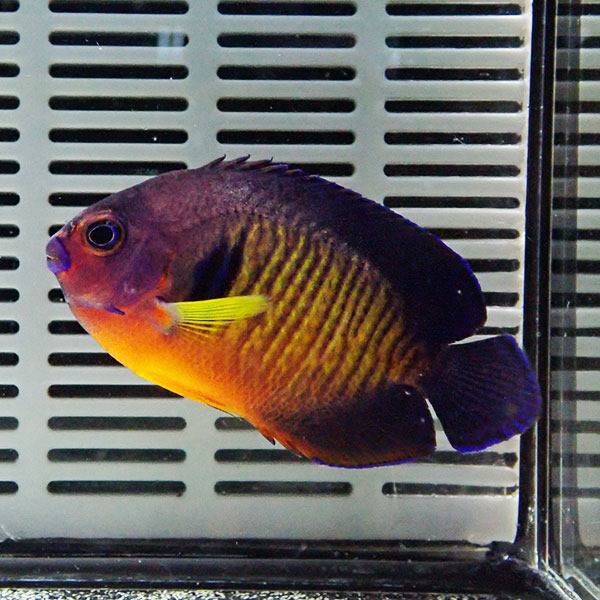 1 | 海水魚通販はアクアギフト ルリヤッコ(コーラルビューティー)5-7cm± ! 海水魚 ルリヤッコ 15時までのご注文で当日発送(t111
