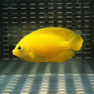 1 | 海水魚通販はアクアギフト ヘラルドヤッコ 5-7cm±! 海水魚 ヤッコ 15時までのご注文で当日発送(t111