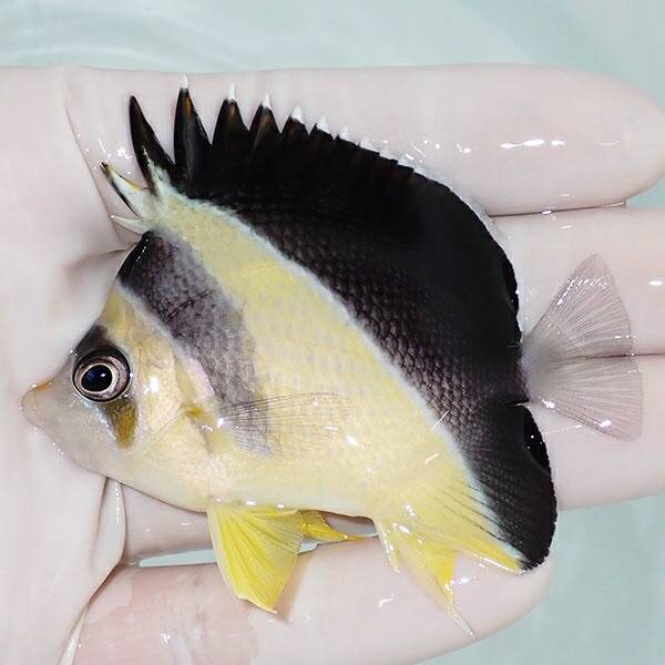 1 | 海水魚通販はアクアギフト 【現物1】バーゲスバタフライ 6.3cm±! 海水魚 チョウチョウウオ 15時までのご注文で当日発送(t114(t207