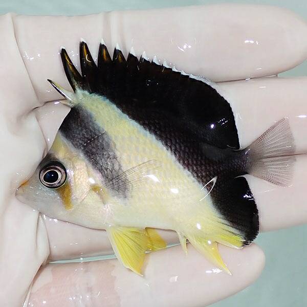 1 | 海水魚通販はアクアギフト 【現物2】バーゲスバタフライ 6.3cm±! 海水魚 チョウチョウウオ 15時までのご注文で当日発送(t114(t207