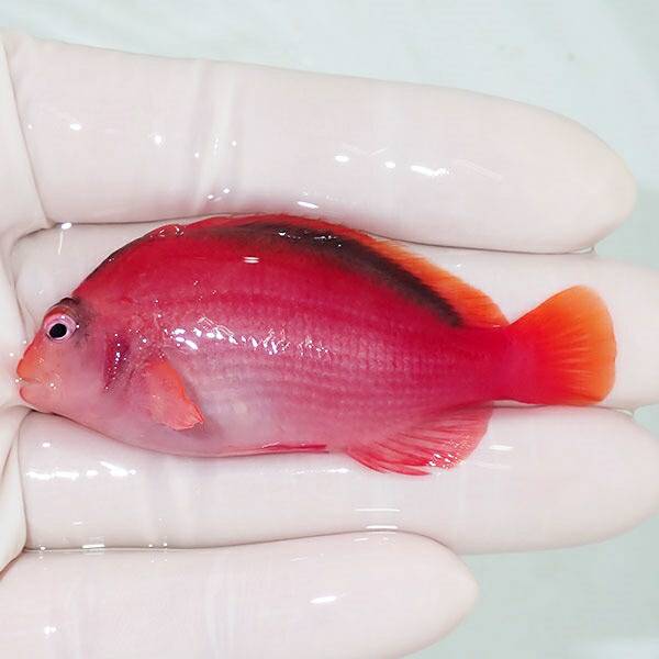 【現物1】小笠原産ベニゴンベ 6.5cm±! 海水魚 ゴンベ 餌付け 15時までのご注文で当日発送(t125
