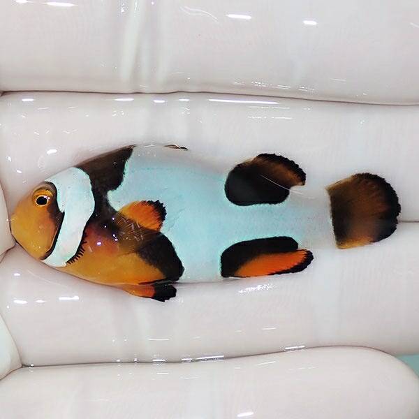 【現物1】Aグレード ブラックピカソクラウン 4.7cm±! 海水魚 クマノミ 餌付け 15時までのご注文で当日発送(t115(t207