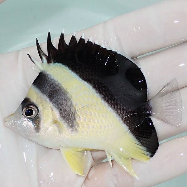 1 | 海水魚通販はアクアギフト 【現物3】バーゲスバタフライ 7cm±! 海水魚 チョウチョウウオ 15時までのご注文で当日発送(t114(t207