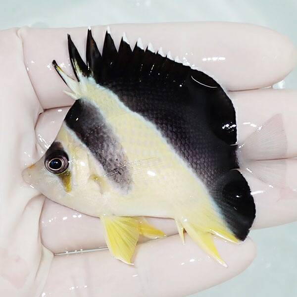 【現物4】粒エサOK バーゲスバタフライ 6.5cm±! 海水魚 チョウチョウウオ 15時までのご注文で当日発送(t114(t207