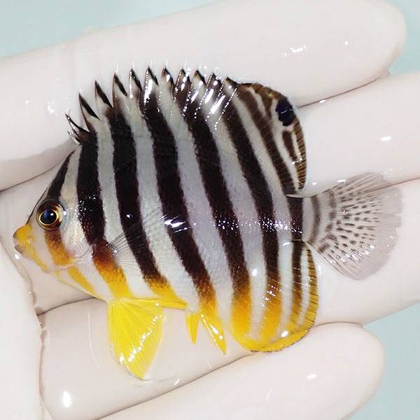 1 | 海水魚通販はアクアギフト 【現物1】saleシマヤッコ 5.5cm±! 海水魚 生体 15時までのご注文で当日発送(t111(t207