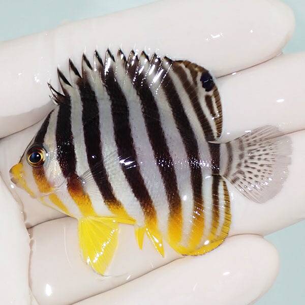 【現物1】saleシマヤッコ 5.5cm±! 海水魚 生体 15時までのご注文で当日発送(t111(t207