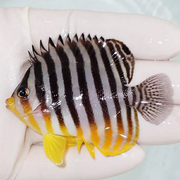 【現物7】sale シマヤッコ 5.5cm±! 海水魚 生体 15時までのご注文で当日発送(t111(t207