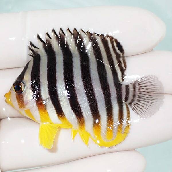 【現物8】sale シマヤッコ 5cm±! 海水魚 生体 15時までのご注文で当日発送(t111(t207