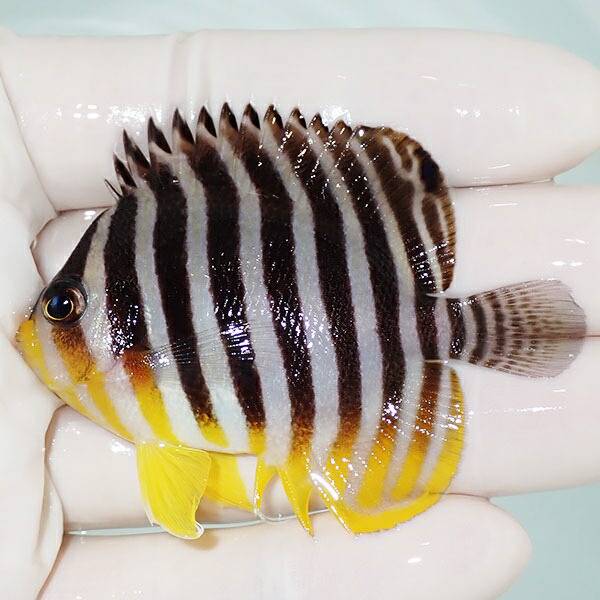 1 | 海水魚通販はアクアギフト 【現物9】sale シマヤッコ 6cm±! 海水魚 生体 15時までのご注文で当日発送(t111(t207