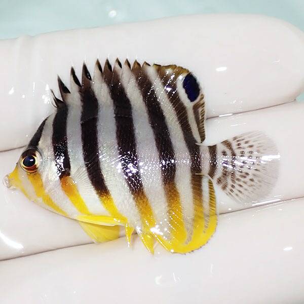 【現物11】sale シマヤッコ 5cm±! 海水魚 生体 15時までのご注文で当日発送(t111(t207