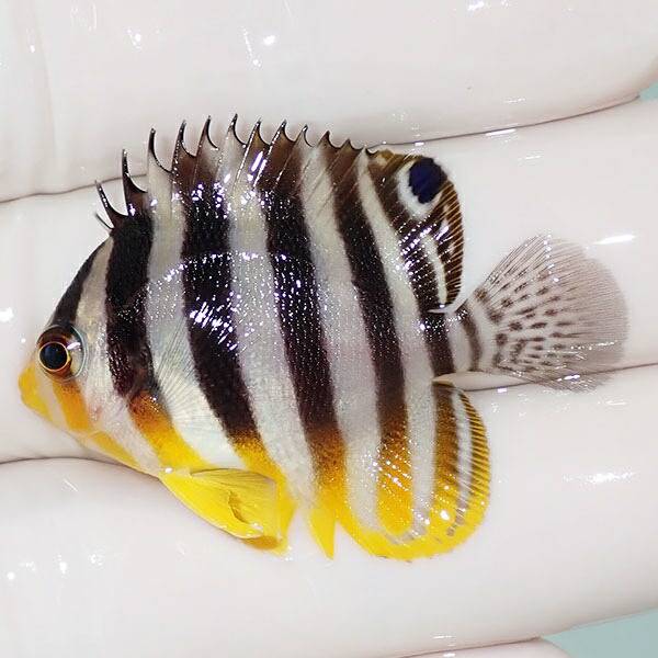 【現物12】sale シマヤッコ 6cm±! 海水魚 生体 15時までのご注文で当日発送(t111(t207