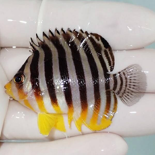 1 | 海水魚通販はアクアギフト 【現物14】sale シマヤッコ 5.5cm±! 海水魚 生体 15時までのご注文で当日発送(t111(t207