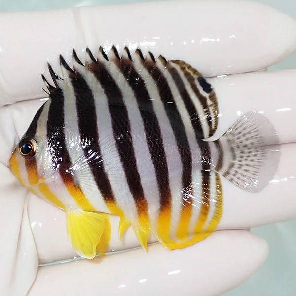 【現物15】sale シマヤッコ 6.2cm±! 海水魚 生体 15時までのご注文で当日発送(t111(t207