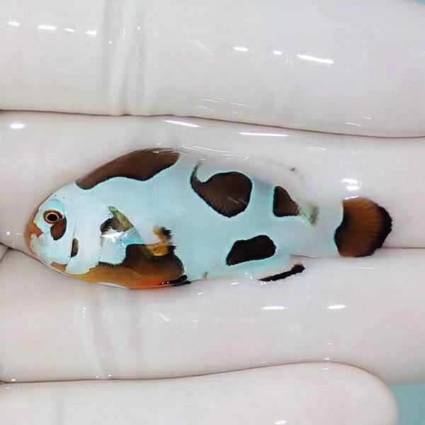 【現物1】ピカソストーム  4.5cm± ! 海水魚 クマノミ 餌付け 15時までのご注文で当日発送(t115