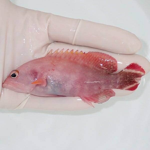 【現物1】顔にスレ有り ニジハタ 8.5cm± !海水魚 ハタ 餌付け 15時までのご注文で当日発送(t120(t207