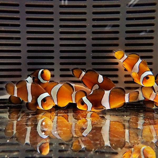 カクレクマノミブリード  大き目 5-6cm± 【1匹】 ! 海水魚 クマノミ 餌付け 15時までのご注文で当日発送(t115