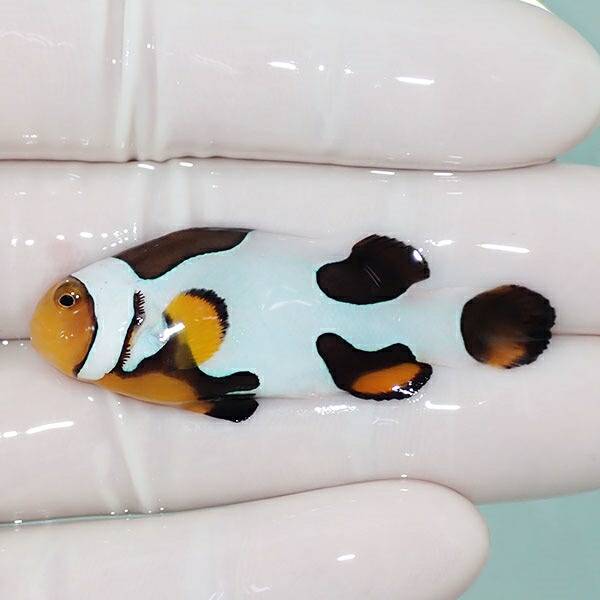 【現物8】Aグレード ブラックピカソクラウン 5.5cm±! 海水魚 クマノミ 餌付け 15時までのご注文で当日発送(t115(t207