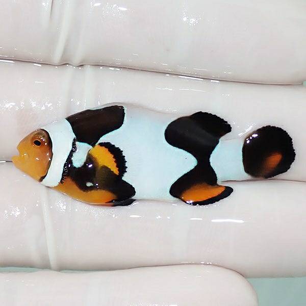 【現物9】Aグレード ブラックピカソクラウン 4cm±! 海水魚 クマノミ 餌付け 15時までのご注文で当日発送(t115(t207