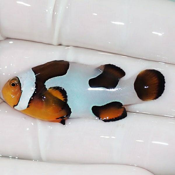 【現物15】Aグレード ブラックピカソクラウン 5cm±! 海水魚 クマノミ 餌付け 15時までのご注文で当日発送(t115(t207