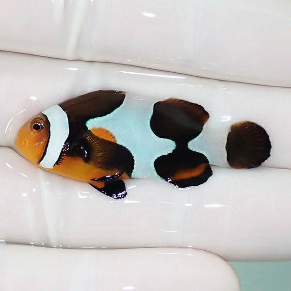 【現物10】Aグレード ブラックピカソクラウン 4.5cm±! 海水魚 クマノミ 餌付け 15時までのご注文で当日発送(t115(t207