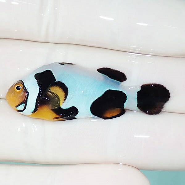 【現物13】Aグレード ブラックピカソクラウン 4.5cm±! 海水魚 クマノミ 餌付け 15時までのご注文で当日発送(t115(t207