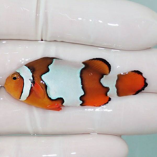 【現物1】オレンジスノーフレークオセラリス 5.2cm±!海水魚 クマノミ ブリード 15時までのご注文で当日発送(t111