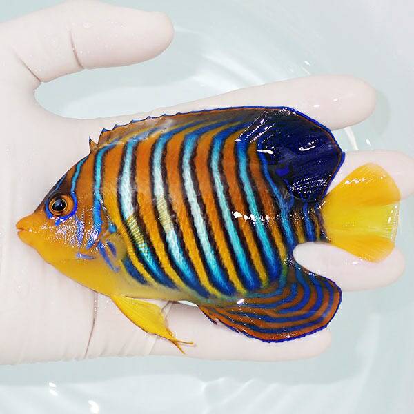 【現物21】冷凍ブラインOK 尻びれ奇形 インドニシキヤッコ 12cm±! 海水魚 ヤッコ 15時までのご注文で当日発送(t111