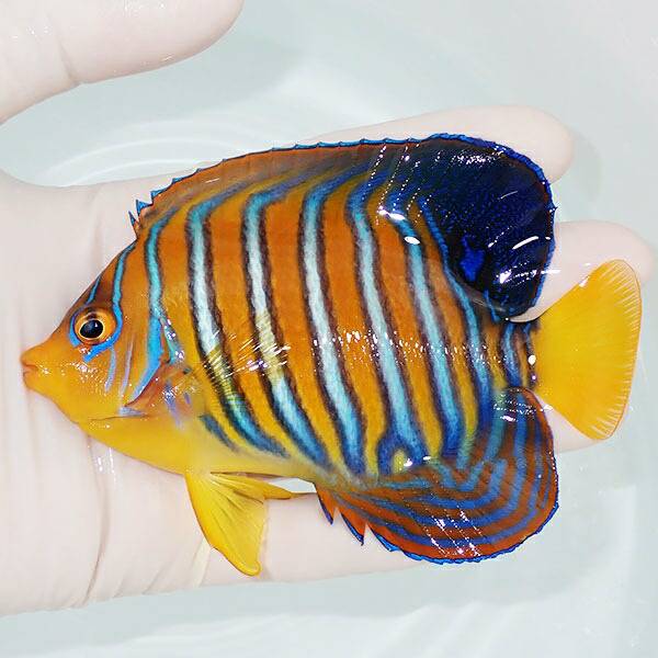 【現物2】モルディブ産 インドニシキヤッコ 9.5cm±! 海水魚 ヤッコ 15時までのご注文で当日発送(t111