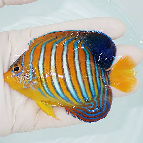 【現物3】モルディブ産 インドニシキヤッコ 10cm±! 海水魚 ヤッコ 15時までのご注文で当日発送(t111