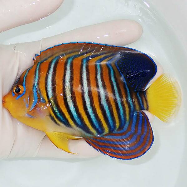 1 | 海水魚通販はアクアギフト 【現物4】モルディブ産 インドニシキヤッコ 11.5cm±! 海水魚 ヤッコ 15時までのご注文で当日発送(t111