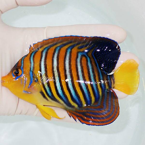 【現物5】モルディブ産 インドニシキヤッコ 11cm±! 海水魚 ヤッコ 15時までのご注文で当日発送(t111