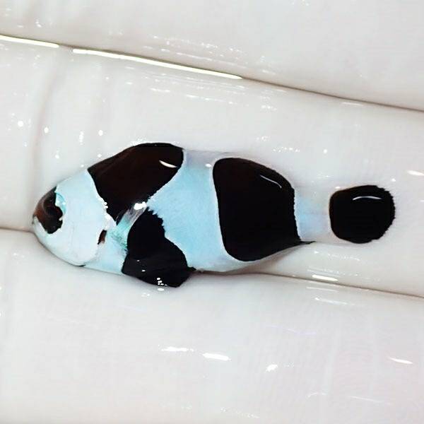 【現物3】ブラックストームクラウン 3cm± !海水魚 カクレクマノミ 15時までのご注文で当日発送【クマノミ】(t111