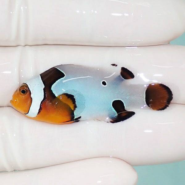 【現物4】オレンジスノーフレークオセラリス 4.2cm±!海水魚 クマノミ ブリード 15時までのご注文で当日発送(t111