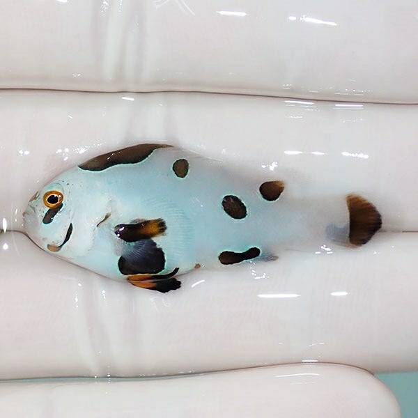 【現物2】ピカソストーム 3.8cm± ! ブリード 海水魚 カクレクマノミ(t111(t207