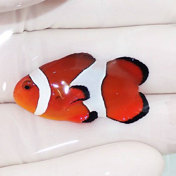 【現物】カクレクマノミハートテール 3.5cm! wild 海水魚 カクレクマノミ(t111(t207