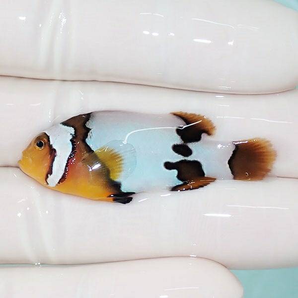 【現物5】オレンジスノーフレークオセラリス 4.5cm±!海水魚 クマノミ ブリード 15時までのご注文で当日発送(t111