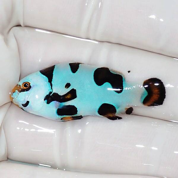 【現物4】ピカソストーム 4.5cm± !海水魚 クマノミ 15時までのご注文で当日発送(t111