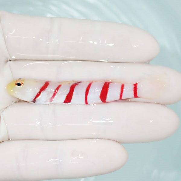 1 | 海水魚通販はアクアギフト 【現物1】ドラクラシュリンプゴビー 7cm 海水魚 ハゼ !15時までのご注文で当日発送(t121(t129