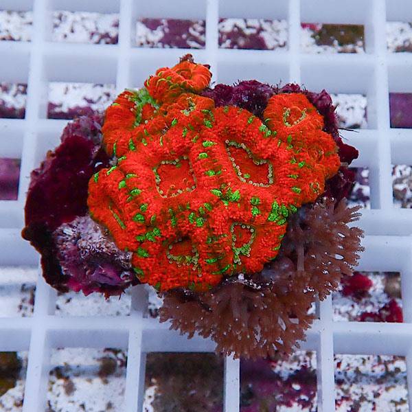 【サンゴ現物7】カクオオトゲキクメイシ! 15時までのご注文で当日発送 【サンゴ】(t139