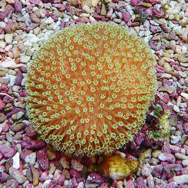 【サンゴ現物5】ウミキノコ 6-6cm!15時までのご注文で当日発送 【サンゴ】(t147