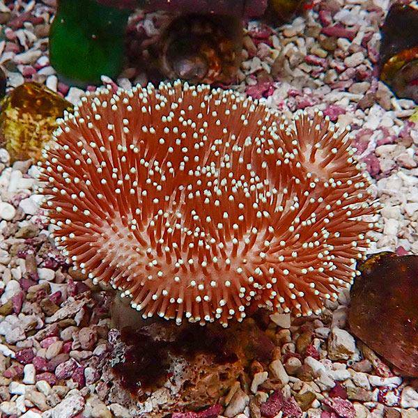 【サンゴ現物7】ウミキノコ 9-8cm!15時までのご注文で当日発送 【サンゴ】(t147